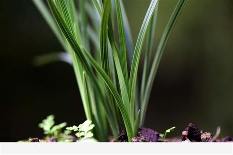 種蘭花的材料|新手如何種植蘭花？從配製植料開始，一小時就能學會。